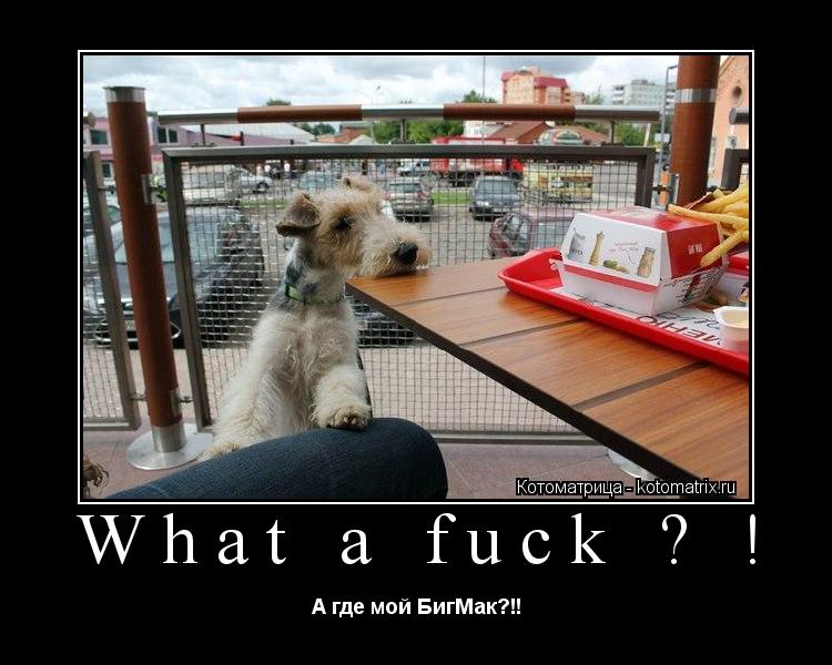 Котоматрица: What a fuck ? ! А где мой БигМак?!!