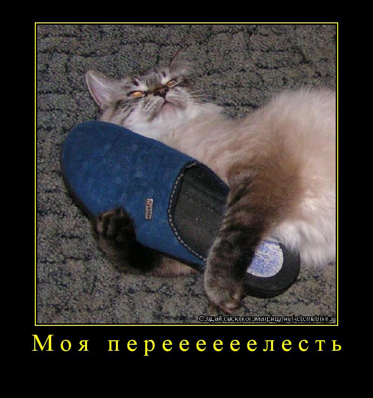 Котоматрица: Моя переееееелесть 