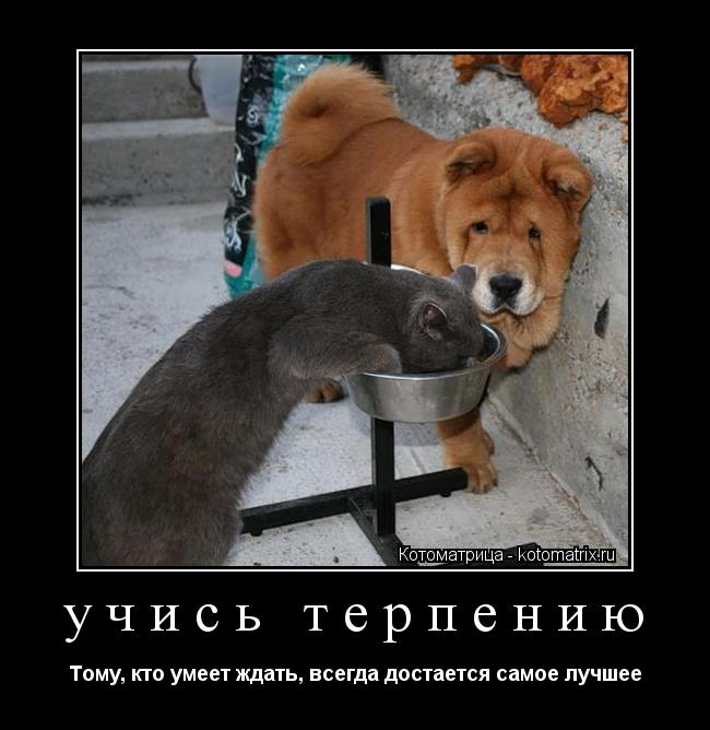 учись терпению Тому, кто умеет ждать, всегда достается самое лучшее... Котоматрица: учись терпению Тому, кто умеет ждать, всегда достается самое лучшее