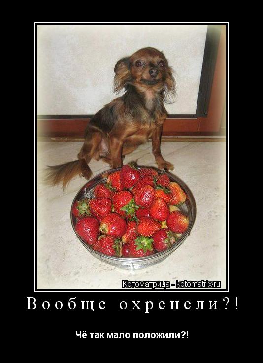 Котоматрица: Вообще охренели?! Чё так мало положили?!