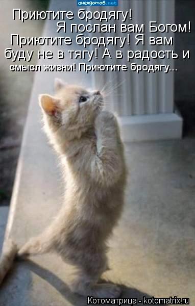 Приютите бродягу! Я послан вам Богом! Приютите бродягу! Я вам буду не в тягу! А в радость и смысл ... Котоматрица: Приютите бродягу! Я послан вам Богом! Приютите бродягу! Я вам буду не в тягу! А в радость и смысл жизни! Приютите бродягу...