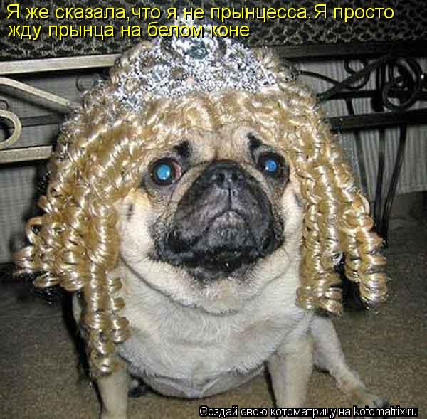 Я же сказала,что я не прынцесса.Я просто жду прынца на белом коне... Котоматрица: Я же сказала,что я не прынцесса.Я просто жду прынца на белом коне