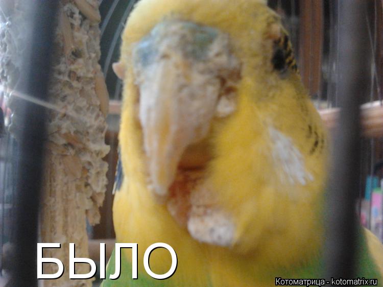 Котоматрица: БЫЛО