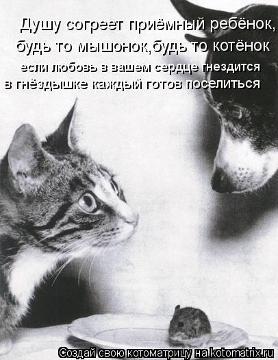 Котоматрица: Душу согреет приёмный ребёнок, будь то мышонок,будь то котёнок если любовь в вашем сердце гнездится в гнёздышке каждый готов поселиться