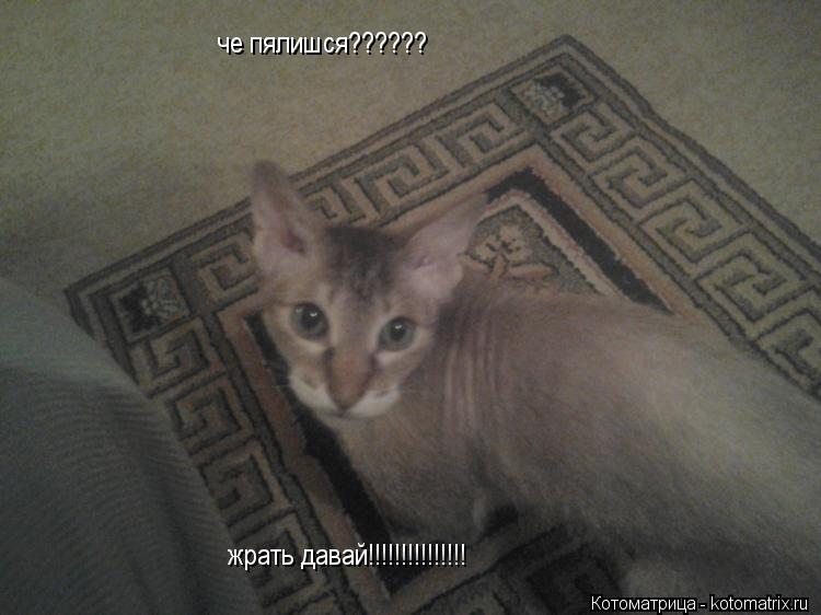 Котоматрица: че пялишся?????? жрать давай!!!!!!!!!!!!!!!