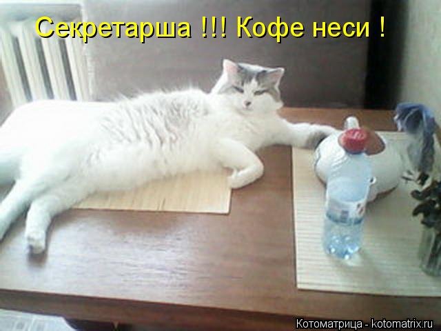 Секретарша !!! Кофе неси !... Котоматрица: Секретарша !!! Кофе неси !