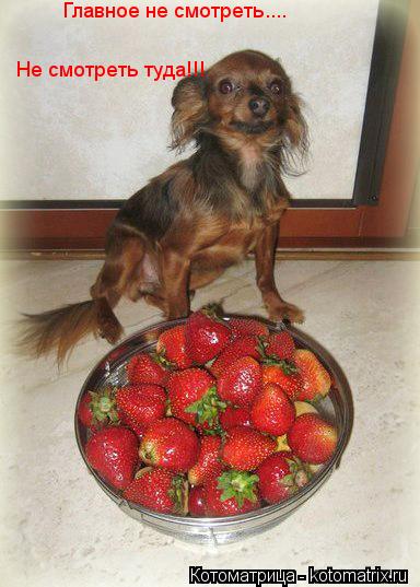 Котоматрица: Главное не смотреть.... Не смотреть туда!!!