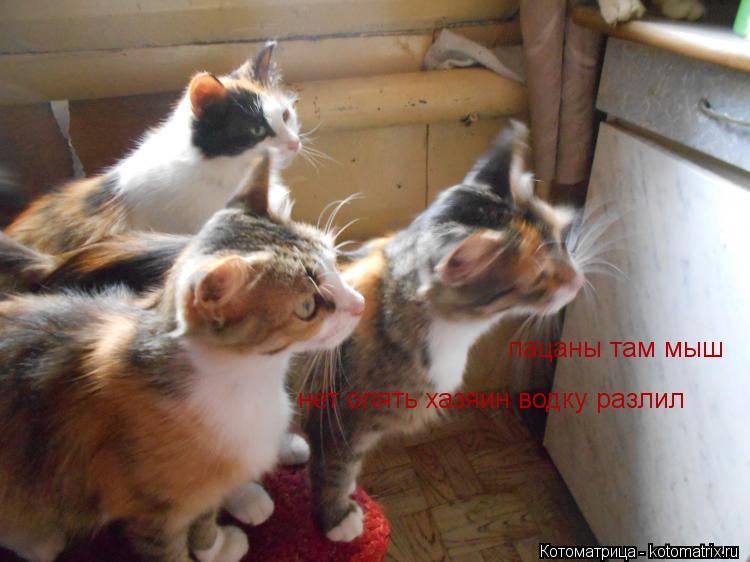 Котоматрица: пацаны там мыш нет опять хазяин водку разлил