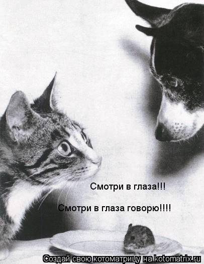 Котоматрица: Смотри в глаза!!! Смотри в глаза говорю!!!!