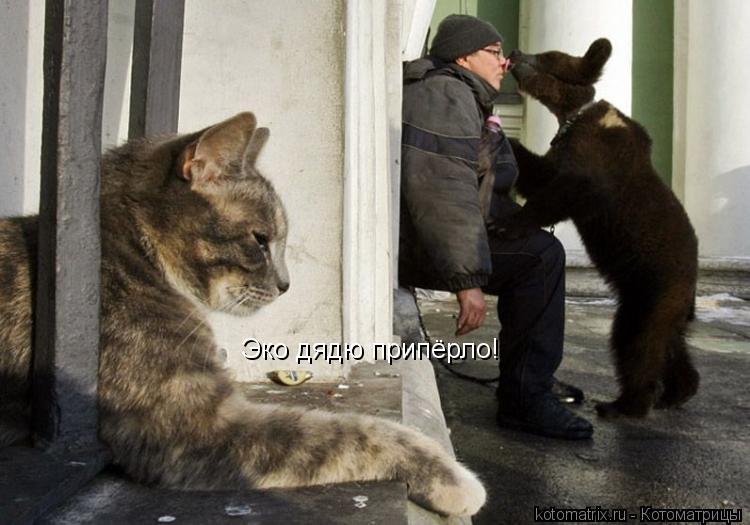 Котоматрица: Эко дядю припёрло!