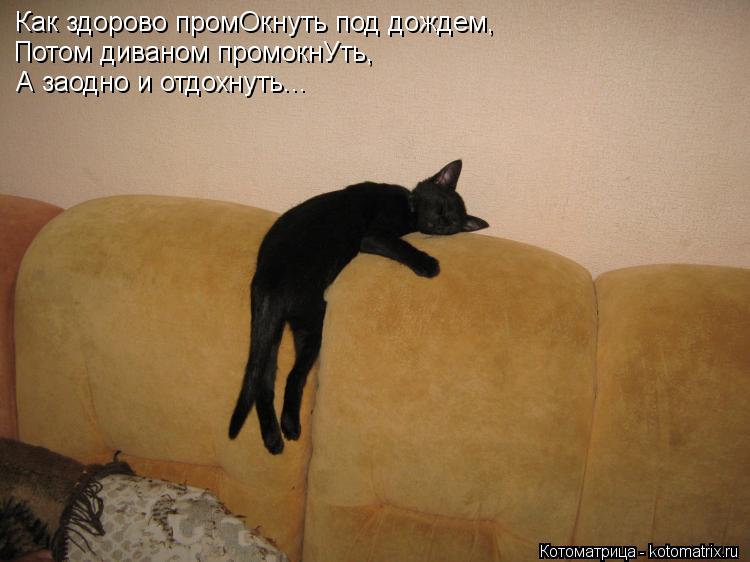Котоматрица: Как здорово промОкнуть под дождем, Потом диваном промокнУть, А заодно и отдохнуть...