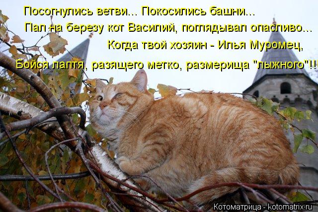 Котоматрица: Посогнулись ветви... Покосились башни... Пал на березу кот Василий, поглядывал опасливо... Когда твой хозяин - Илья Муромец, Бойся лаптя, разящ