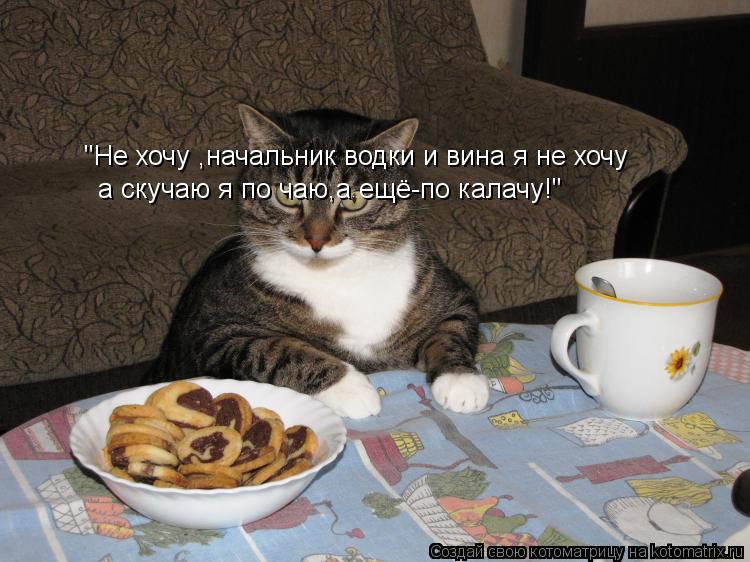 Котоматрица: "Не хочу ,начальник водки и вина я не хочу а скучаю я по чаю,а ещё-по калачу!"