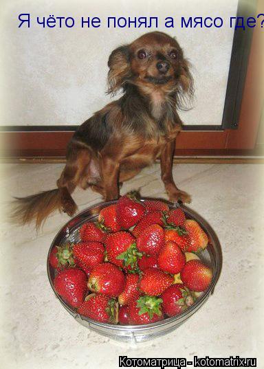 Котоматрица: Я чёто не понял а мясо где?