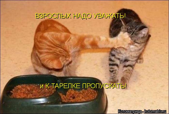Котоматрица: ВЗРОСЛЫХ НАДО УВАЖАТЬ! и К ТАРЕЛКЕ ПРОПУСКАТЬ!