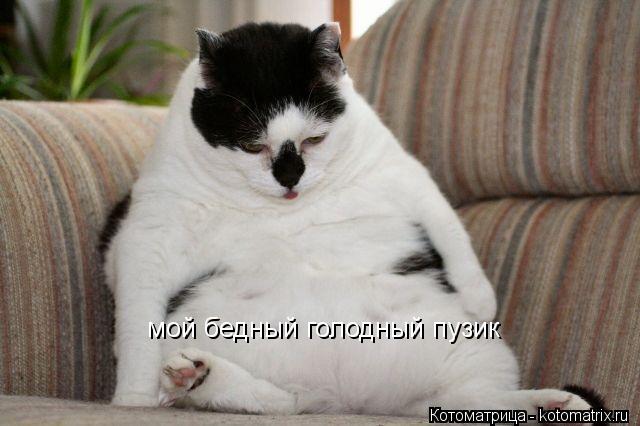 Котоматрица: мой бедный голодный пузик