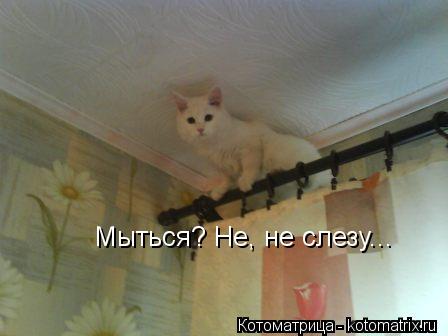 Котоматрица: Мыться? Не, не слезу...