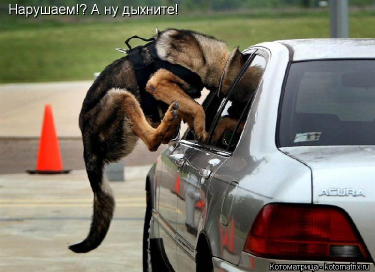 Котоматрица: Нарушаем!? А ну дыхните!