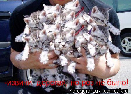 Котоматрица: -извини, дорогая, но роз не было!
