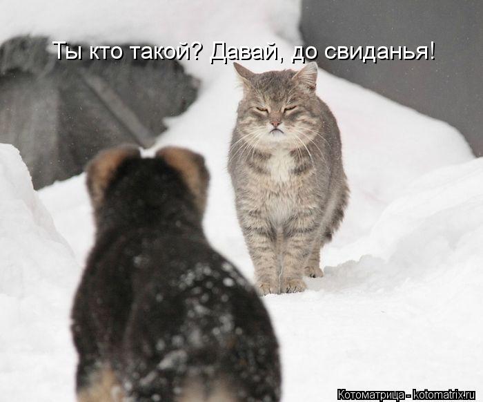Ты кто такой? Давай, до свиданья!... Котоматрица: Ты кто такой? Давай, до свиданья!