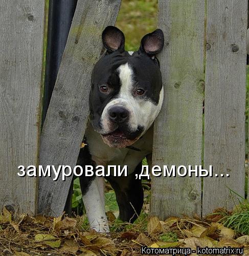 замуровали ,демоны...... Котоматрица: замуровали ,демоны...