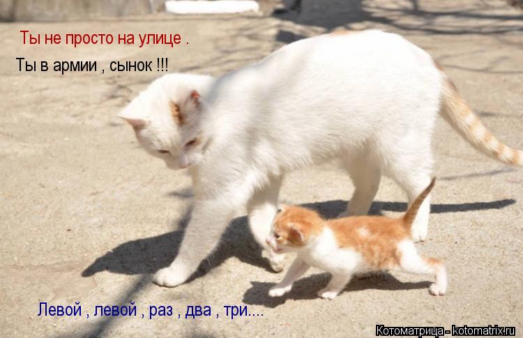 Котоматрица: Ты не просто на улице . Ты в армии , сынок !!! Левой , левой , раз , два , три....