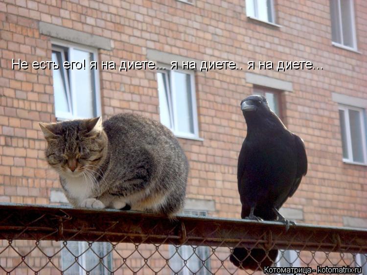 Не есть его! я на диете... я на диете.. я на диете...... Котоматрица: Не есть его! я на диете... я на диете.. я на диете...