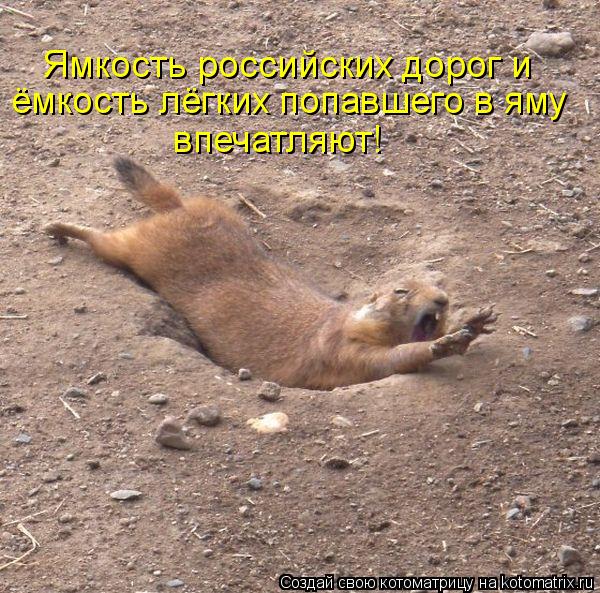 Котоматрица: Ямкость российских дорог и  ёмкость лёгких попавшего в яму  впечатляют!