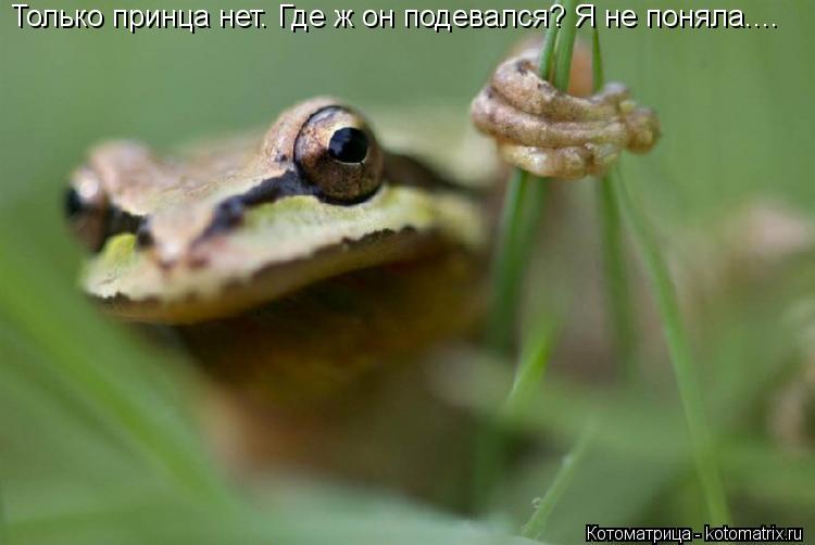 Котоматрица: Только принца нет. Где ж он подевался? Я не поняла....