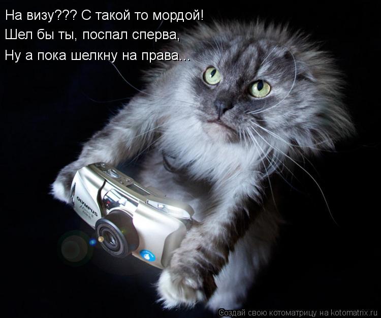Котоматрица: На визу??? С такой то мордой! Шел бы ты, поспал сперва, Ну а пока шелкну на права...