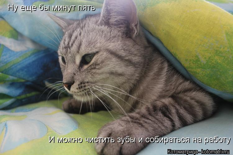 Ну еще бы минут пять И можно чистить зубы и собираться на работу... Котоматрица: Ну еще бы минут пять И можно чистить зубы и собираться на работу