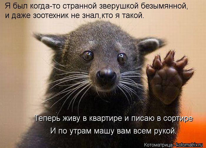 Я был когда-то странной зверушкой безымянной, и даже зоотехник не знал,кто я такой. И по утрам машу в... Котоматрица: Я был когда-то странной зверушкой безымянной, и даже зоотехник не знал,кто я такой. И по утрам машу вам всем рукой. Теперь живу в квартире и п