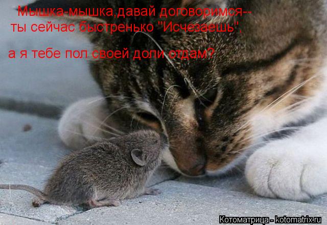 Котоматрица: Мышка-мышка,давай договоримся-- ты сейчас быстренько "Исчезаешь", а я тебе пол своей доли отдам?