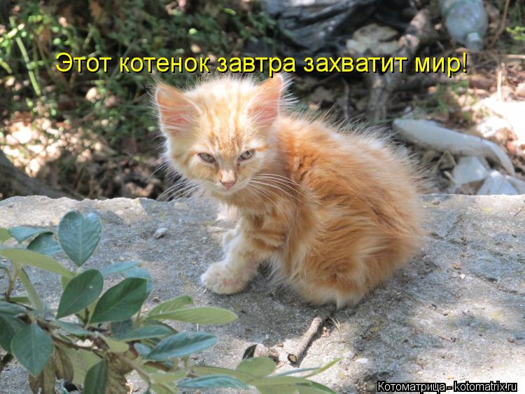 Котоматрица: Этот котенок завтра захватит мир!