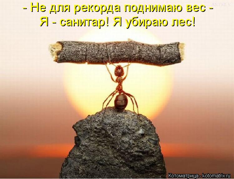 Котоматрица: - Не для рекорда поднимаю вес -  Я - санитар! Я убираю лес!