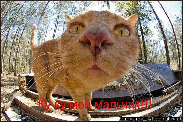 Ку-ку мой мальчик!!!... Котоматрица: Ку-ку мой мальчик!!!