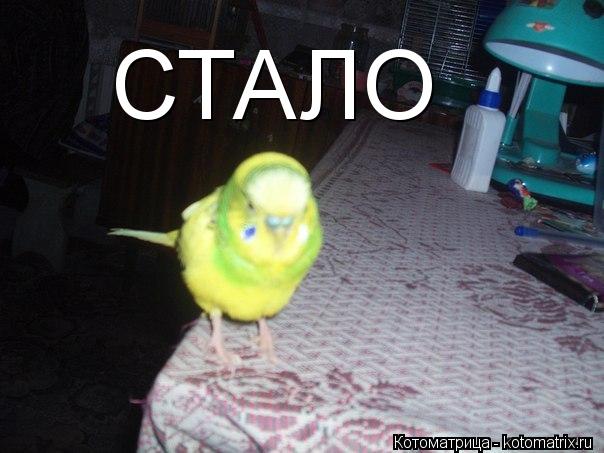 Котоматрица: СТАЛО