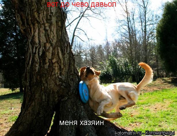 Котоматрица: вот до чево давьол меня хазяин