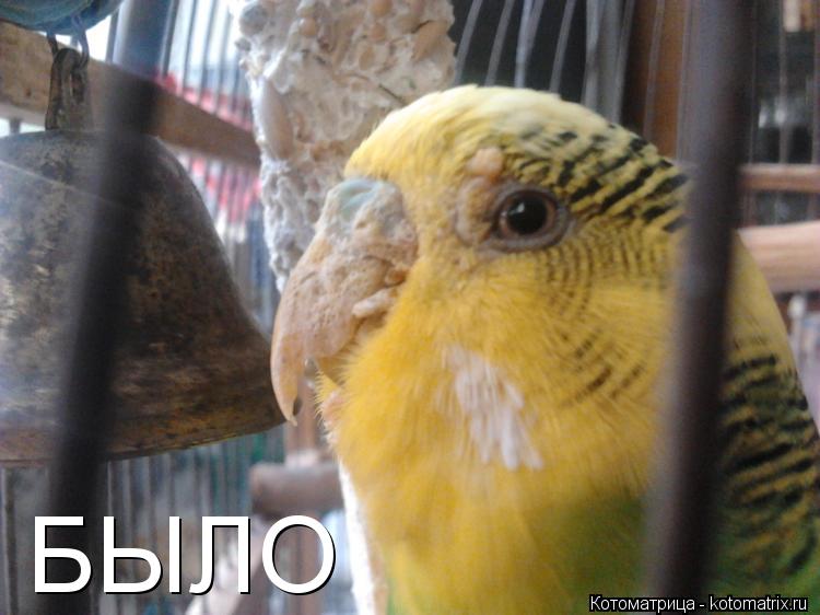 Котоматрица: БЫЛО