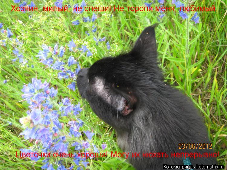 Котоматрица: Хозяин, милый, не спеши! Не торопи меня, любимый. Цветочки очень хороши! Могу их нюхать непрерывно!