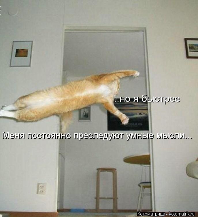 ..но я быстрее Меня постоянно преследуют умные мысли...... Котоматрица: ..но я быстрее Меня постоянно преследуют умные мысли...