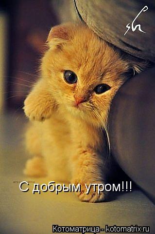 Котоматрица: С добрым утром!!!