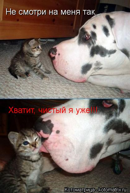 Котоматрица: Не смотри на меня так. Хватит, чистый я уже!!!