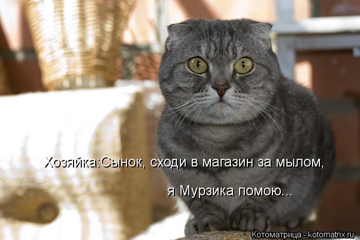 Котоматрица: Хозяйка:Сынок, сходи в магазин за мылом, я Мурзика помою...