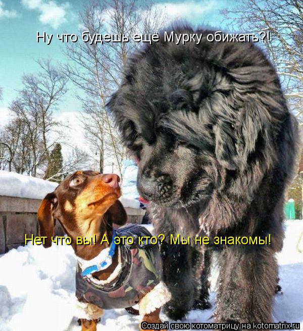 Котоматрица: Ну что будешь ещё Мурку обижать?! Нет что вы! А это кто? Мы не знакомы!