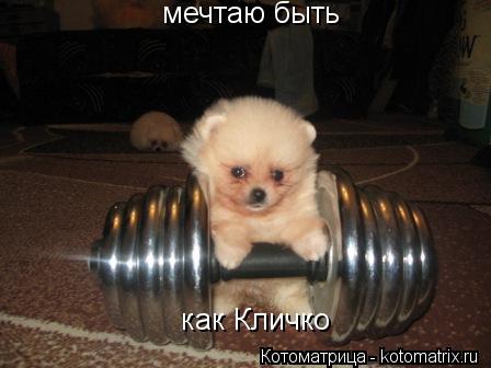 Котоматрица: мечтаю быть как Кличко