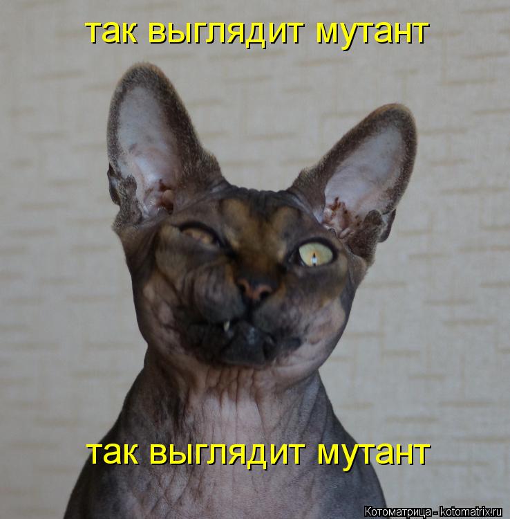 так выглядит мутант так выглядит мутант... Котоматрица: так выглядит мутант так выглядит мутант
