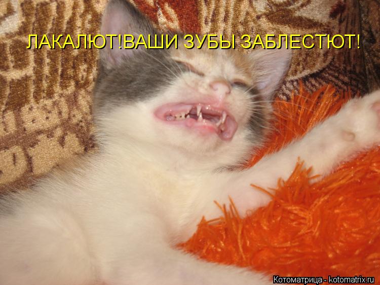 Котоматрица: ЛАКАЛЮТ!ВАШИ ЗУБЫ ЗАБЛЕСТЮТ!