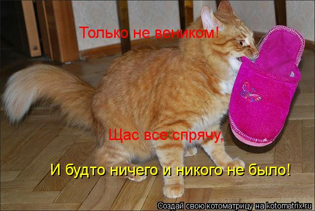 Котоматрица: Только не веником! Щас все спрячу, И будто ничего и никого не было!