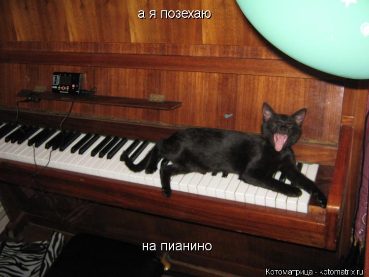 Котоматрица: а я позехаю  на пианино